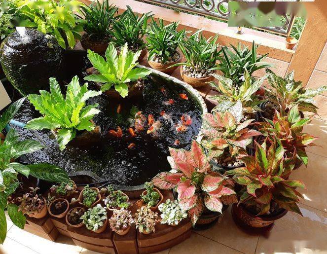 阳台自建1米小池,玩金鱼,巾帼不让须眉!_鱼池