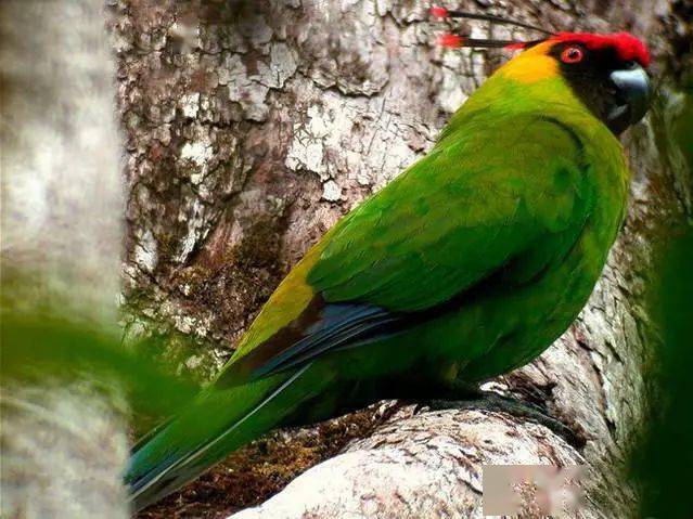 在南太平洋海岛上发现独角鹦鹉,红头红眼睛,头上长有2根翎角