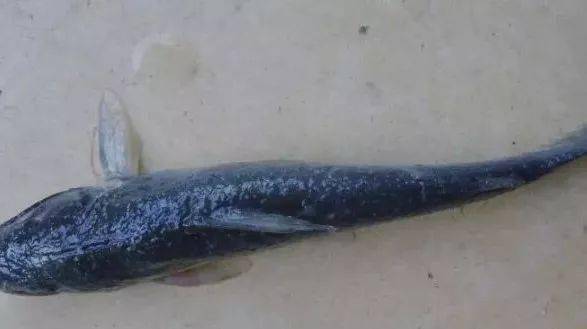 今日头条气温逐渐降低911月高发一定要警惕小瓜虫病卷土重来防重于治