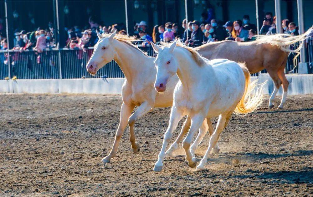【乌鲁木齐汗血宝马基地随拍】叶时亮作品欣赏