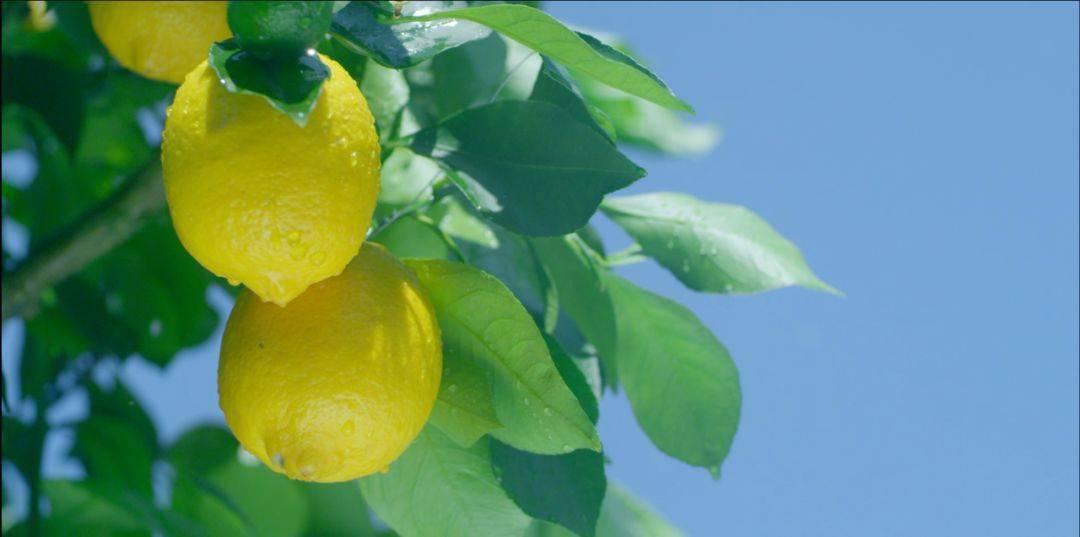 柠檬的生长过程图片