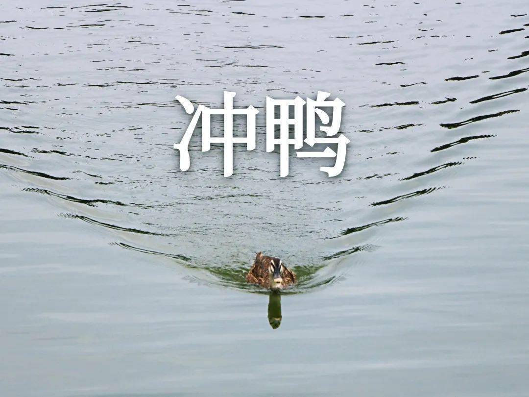 鹅接下来可能会让鹅鹅很没有面子因为接下来的鹅鹅表情包要先放上几张