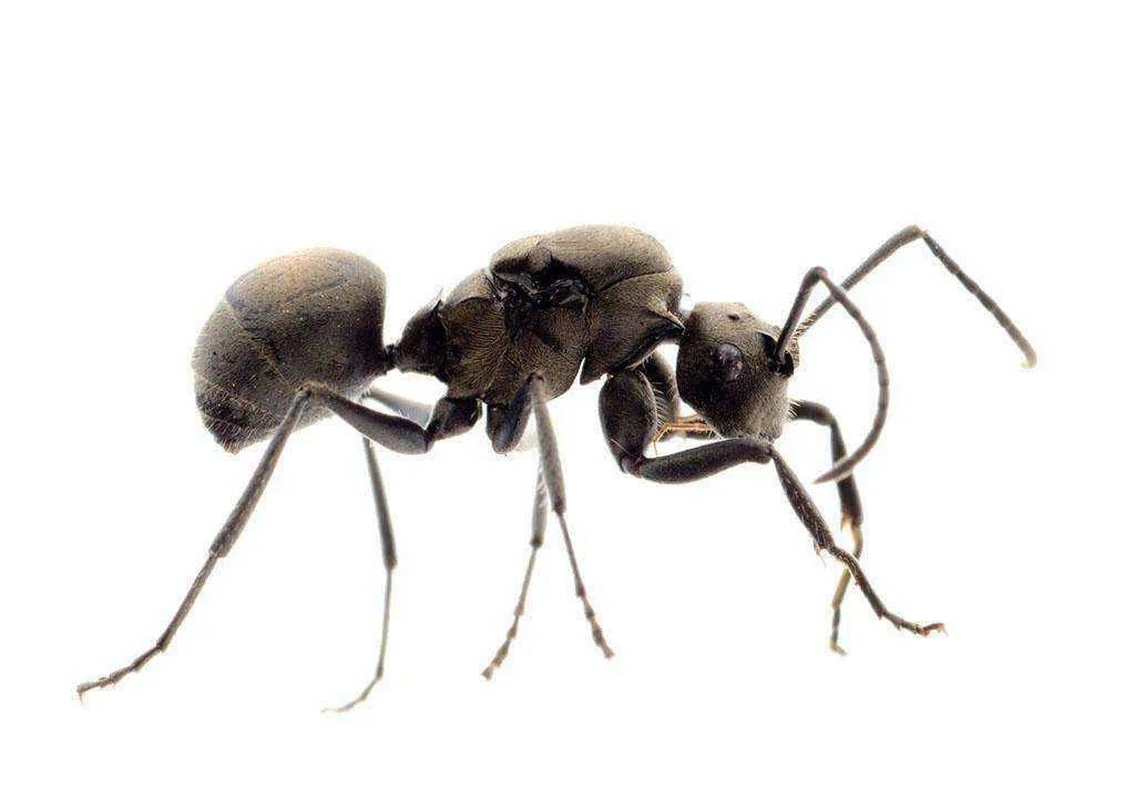 5.蚂蚁由于独特的身体结构,无论从多么高的地方掉下来,它都不会摔伤.