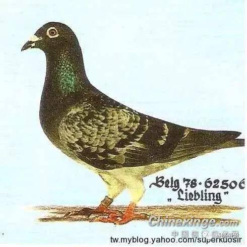 图集幕利门铭鸽大集合欣赏