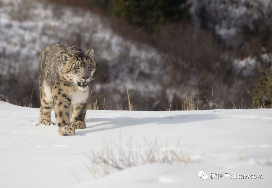 雪豹的分类在中国,由于雪豹常在雪线附近和雪地间活动,故名之为雪豹