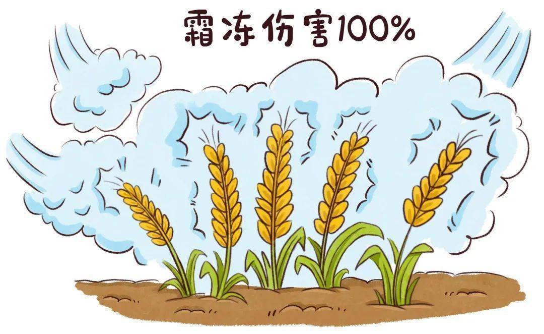 致使农作物受害这种不结霜的冻害便极易引发"霜冻"灾害由于肉眼看不到