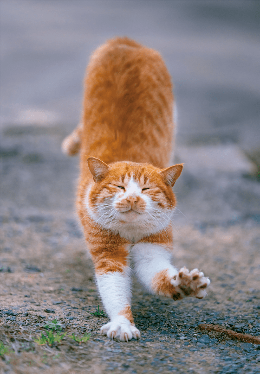 没有什么不开心是吸一次猫解决不了的如果有那就吸365次