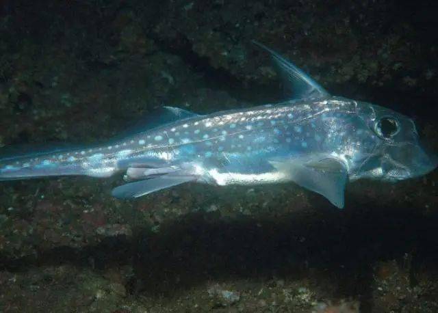 这8种比较"恐怖"的深海生物,你知道几个呢?_动物