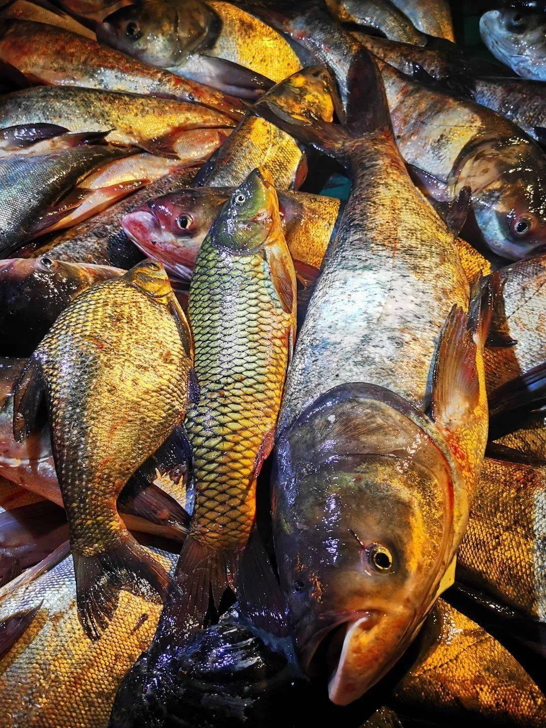 北京地道的野生密雲水庫魚,開漁啦!_手機搜狐網