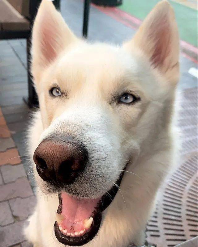 妹子养了一只雪哈,小时候就像个纯白色的小精灵,可长大以后