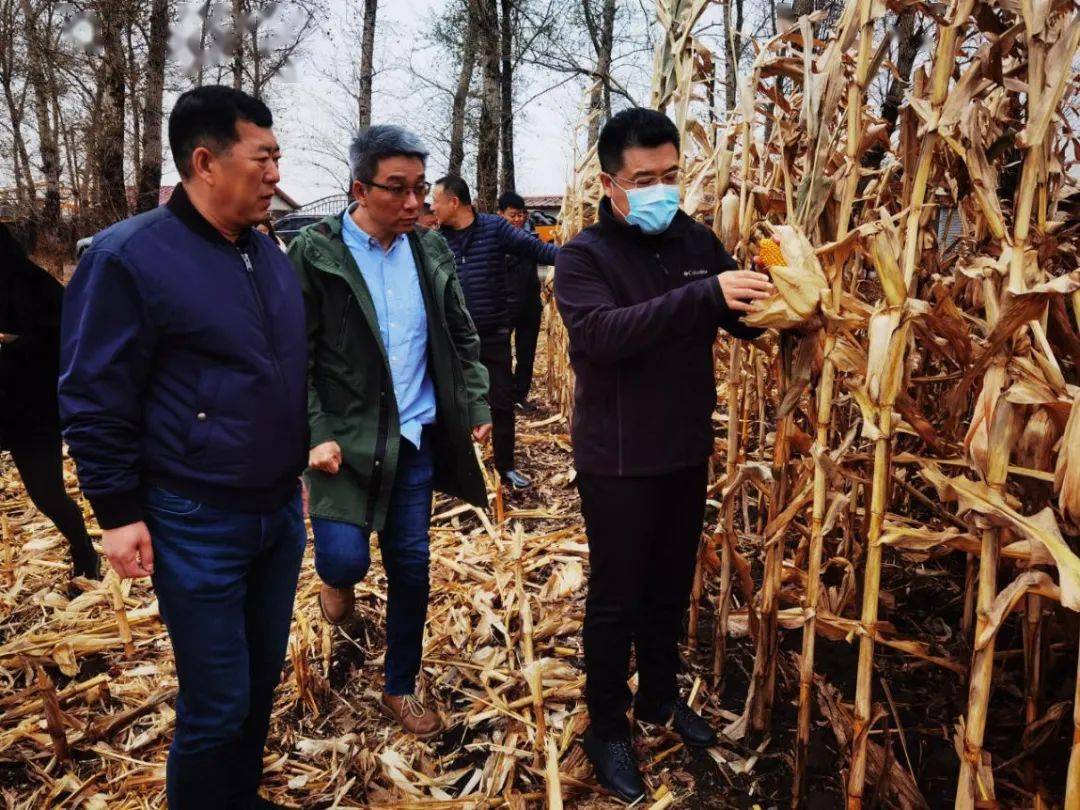 香坊区委副书记区长司炳春深入一线督导检查秋收工作