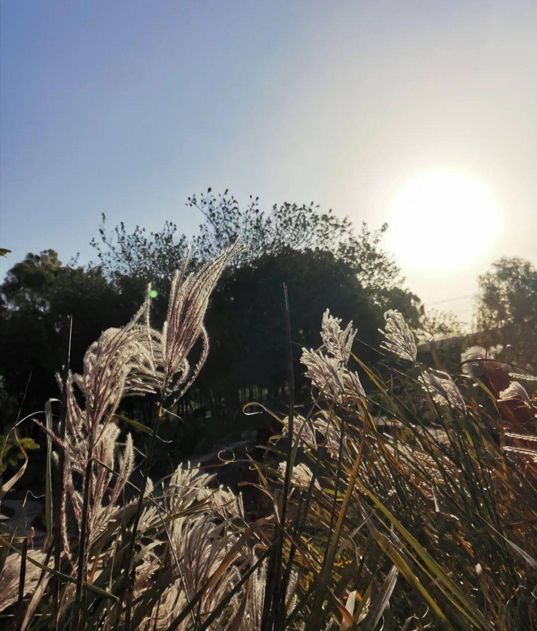 今日霜降一年渐渐接近尾声了
