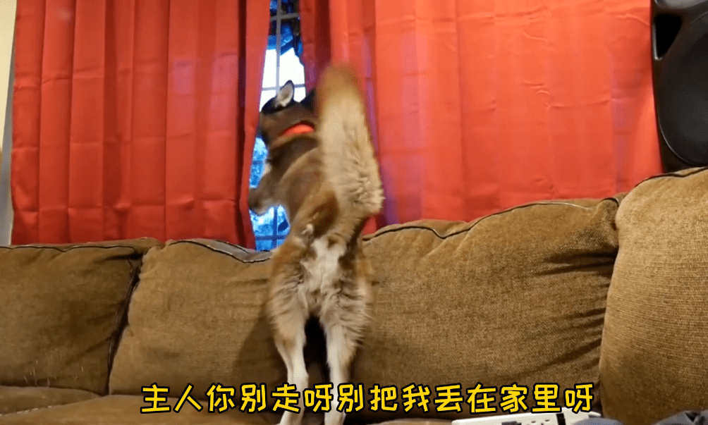 女主人上班后,二哈整天趴在窗户边,狗:别上班我养你吧_哈士奇
