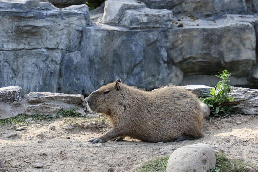 你知道没尾巴的大老鼠是谁吗