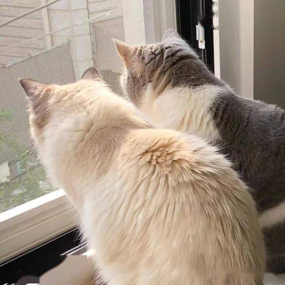 猫咪的背影杀真的怎么都看不够啊