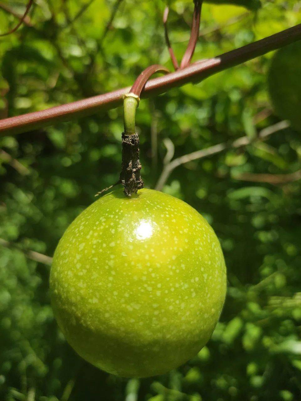 果子好吃非常甜广西特产百香果10斤仅需78元还包邮抢购抢购果园直摘