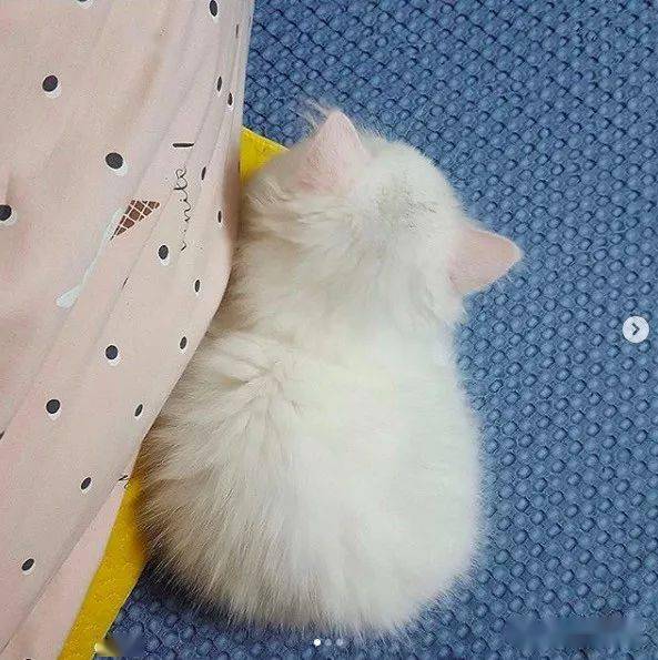 猫咪的背影杀真的怎么都看不够啊