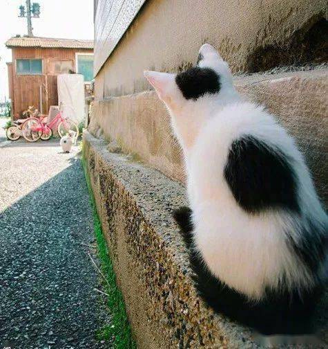 猫咪的背影杀真的怎么都看不够啊