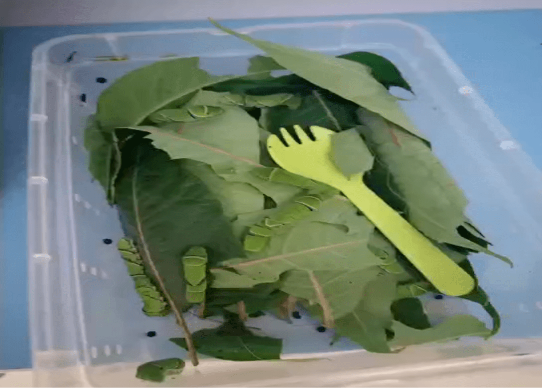 蝴蝶飞飞一一中班组主题探究活动