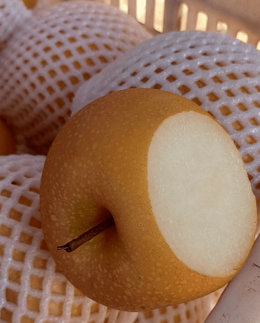 【邻居购物】山东秋月梨最后一周采摘期,果园直送浦东,拒绝冷库果!