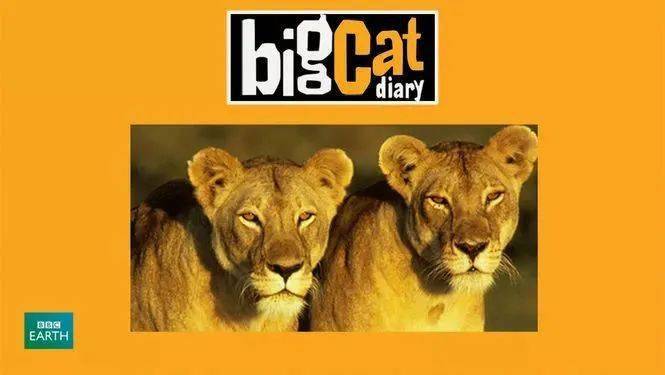 5 《大猫日记》