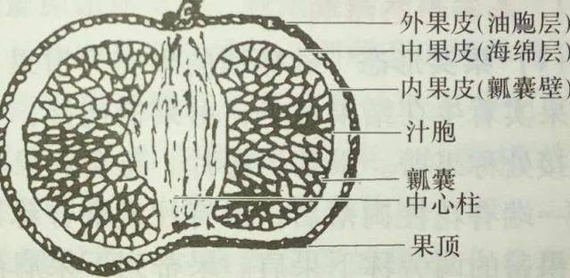 橘子买平不买凸?挑橘子的诀窍其实只有一个