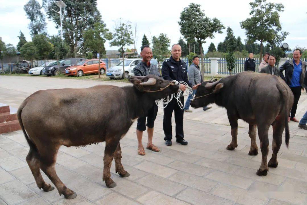 再现偷牛贼!砚山打掉一个盗窃耕牛犯罪团伙_手机搜狐网