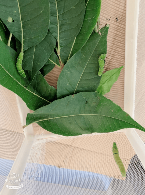 蝴蝶飞飞一一中班组主题探究活动