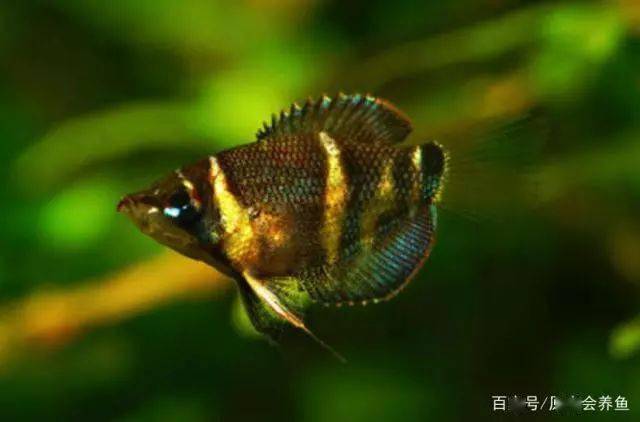 在水中不会融化的巧克力——巧克力飞船鱼