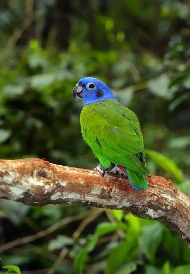 蓝头鹦鹉迷恋蓝颜色,越蓝越好,谁的颜色不够蓝,最好不要接近它