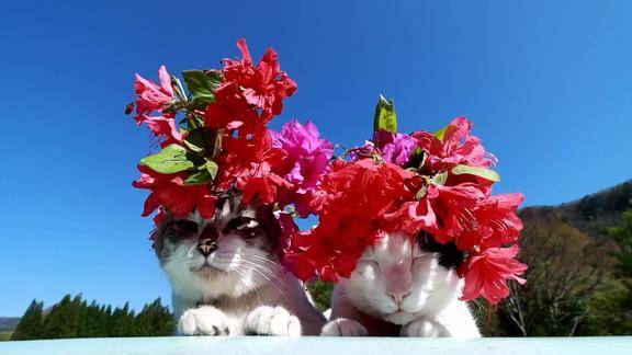 头戴杜鹃花的喵星人杀马特造型太拉风了