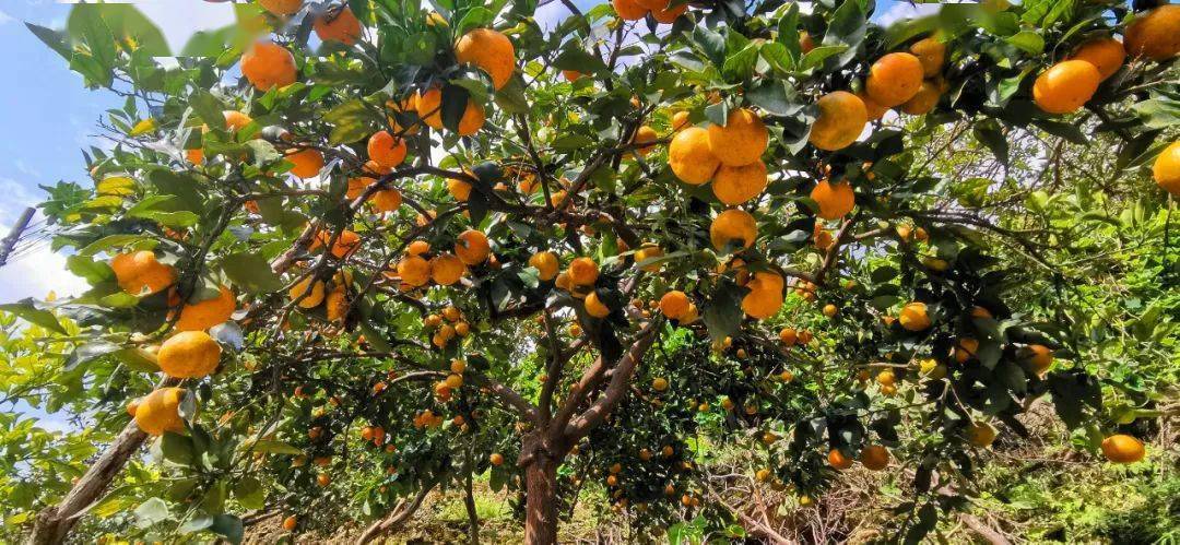 梵净山金香橘挂满枝