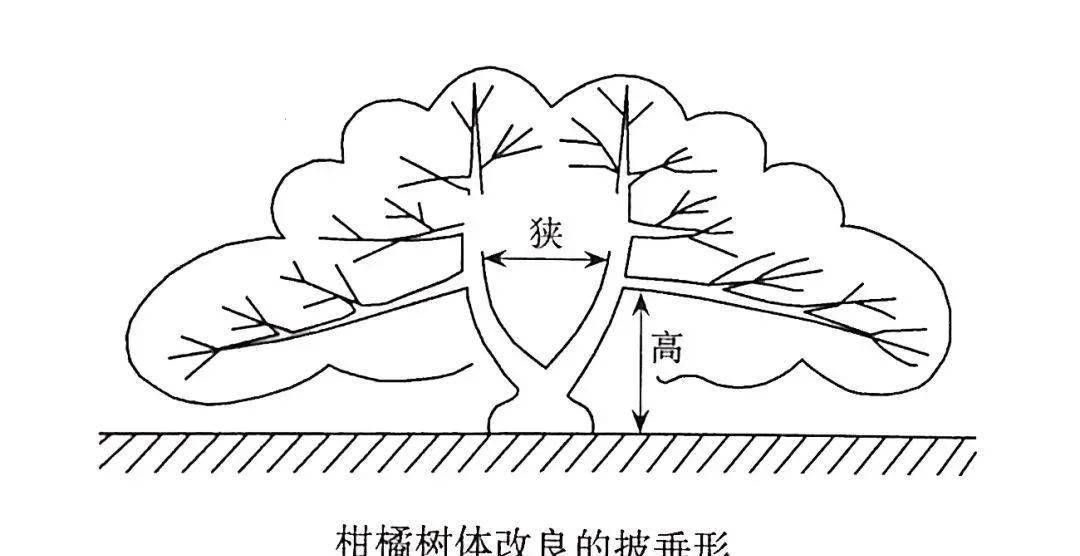 修剪注意事项:在对柑橘树进行修剪时,一定要按照当年的果实情况来决定