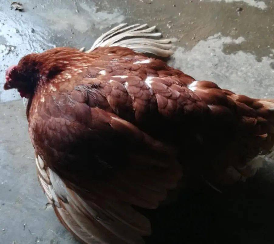 人工接种时野鸡,鹅,鸭,也可感染.