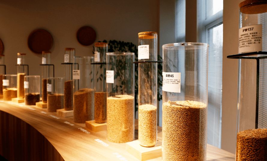 崇明的稻米文化小镇你了解吗