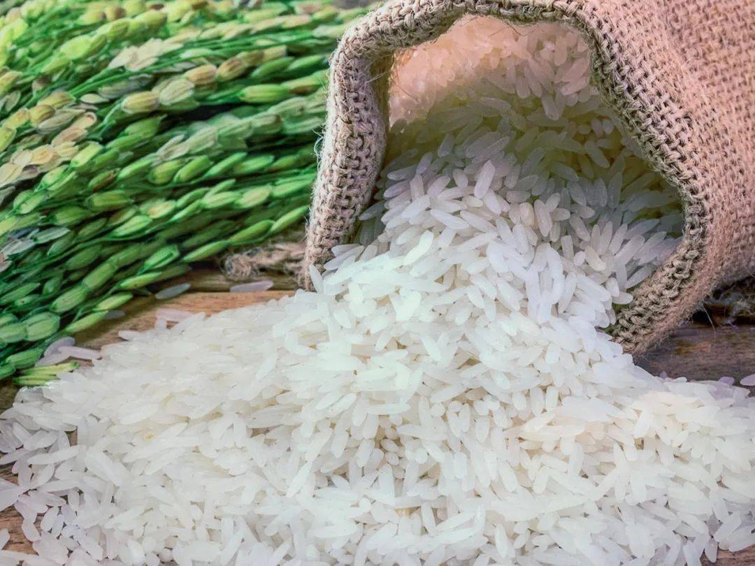 主题研学半日游探究海水稻的前世今生跟着袁爷爷一起种水稻