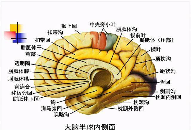 高清大脑解剖图谱建议收藏