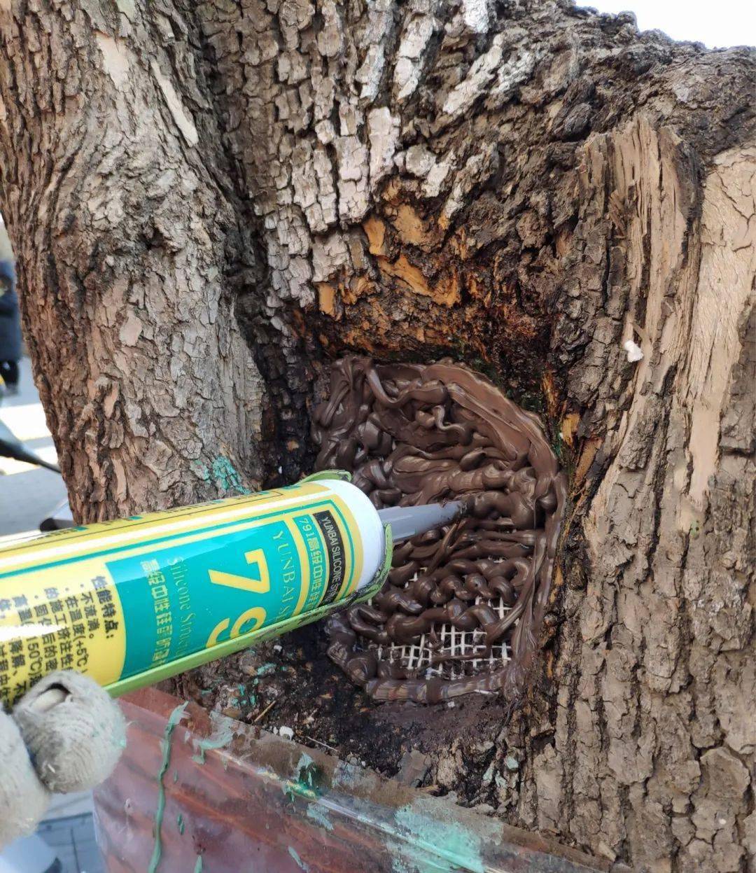 人感冒了找医生树木生病了怎么办