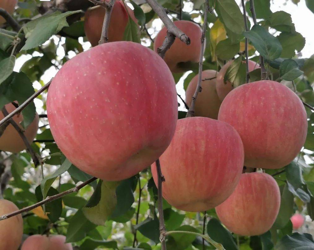 金秋游昌平,采摘觅乡愁!走进农业"科普农识"市民线下体验活动_苹果