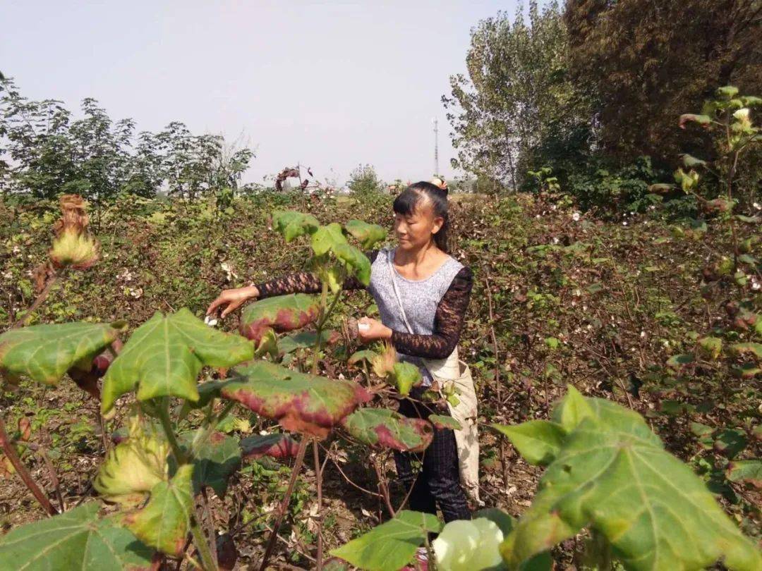 弱肩扛起一个家——记云梦县下辛店镇满天星村贫困户刘桃芝