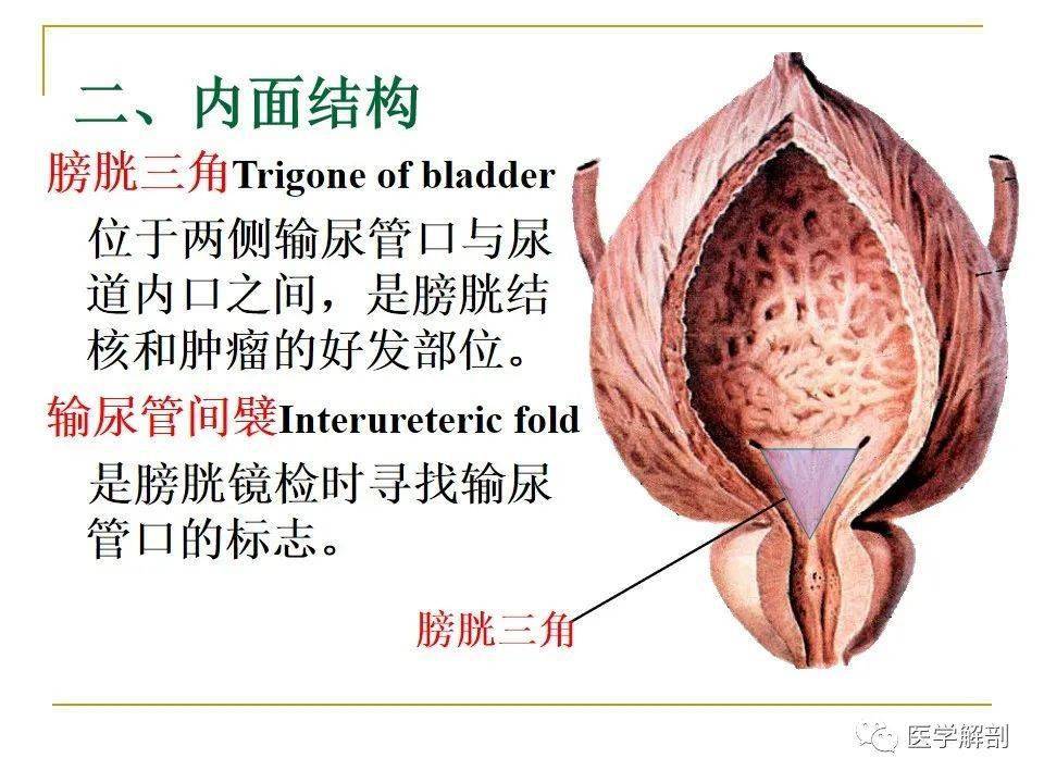 解剖泌尿系統丨泌尿系統解剖詳解