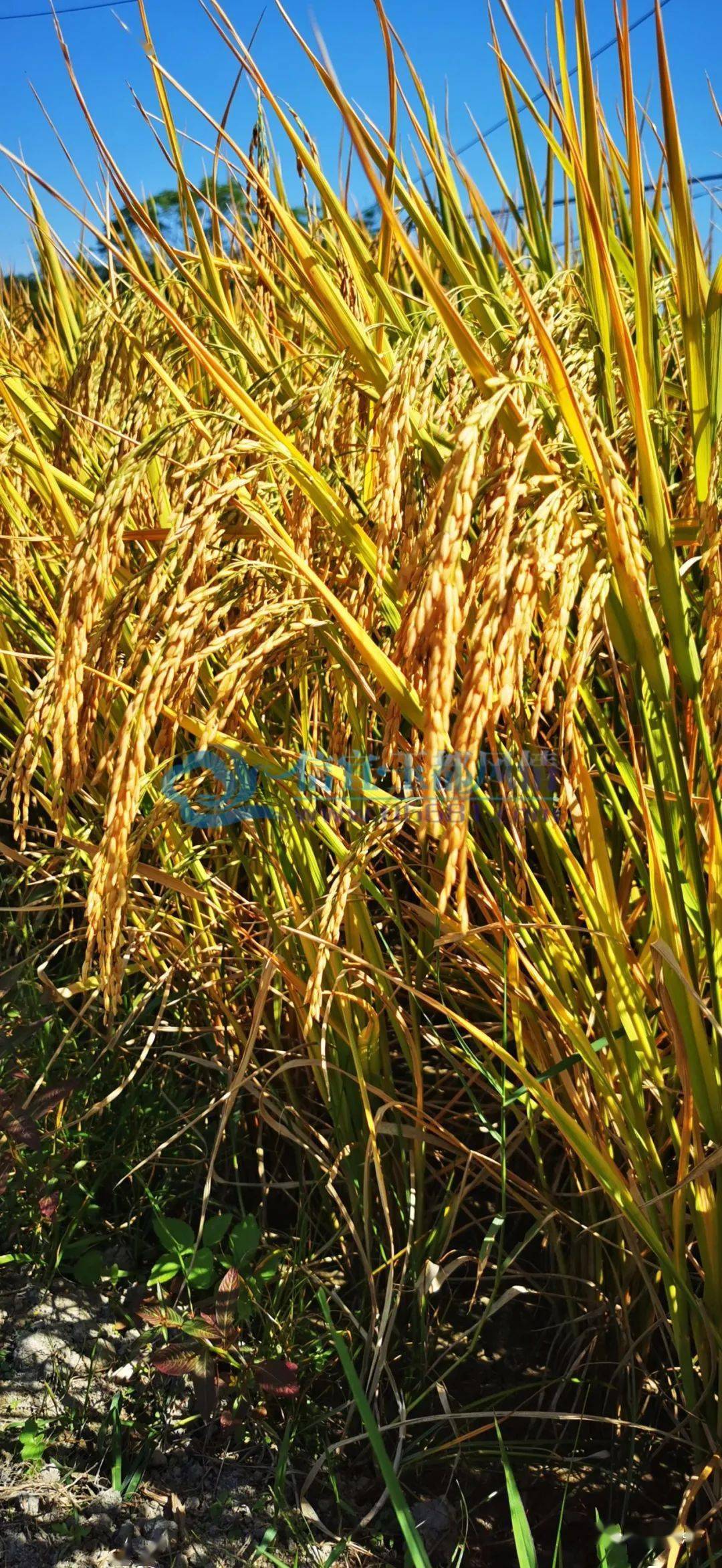 信宜丰收稻田美如画金黄一片