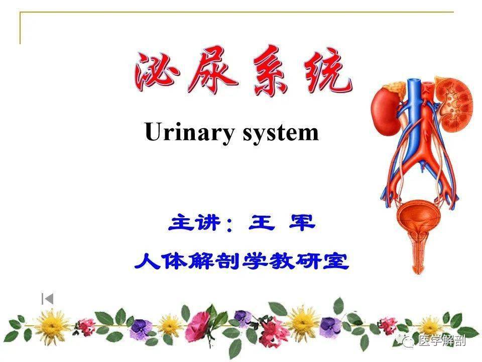 解剖泌尿系統丨泌尿系統解剖詳解