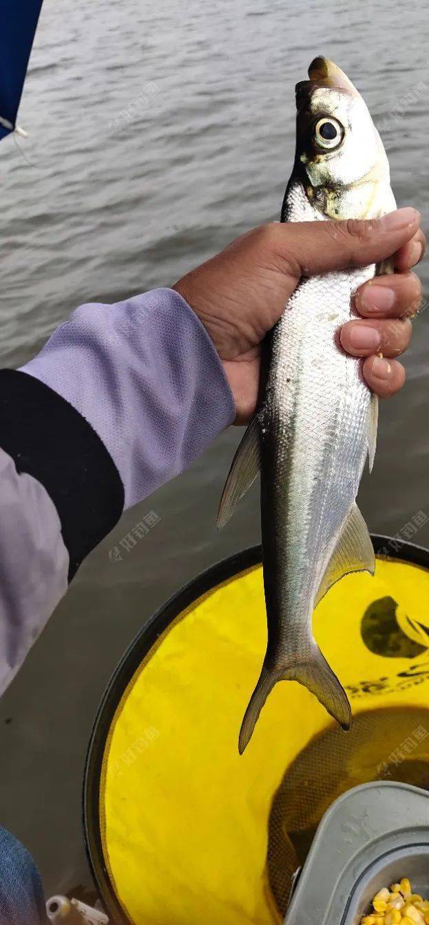 玉米浮钓翘嘴掌握技巧甩大鞭也不累