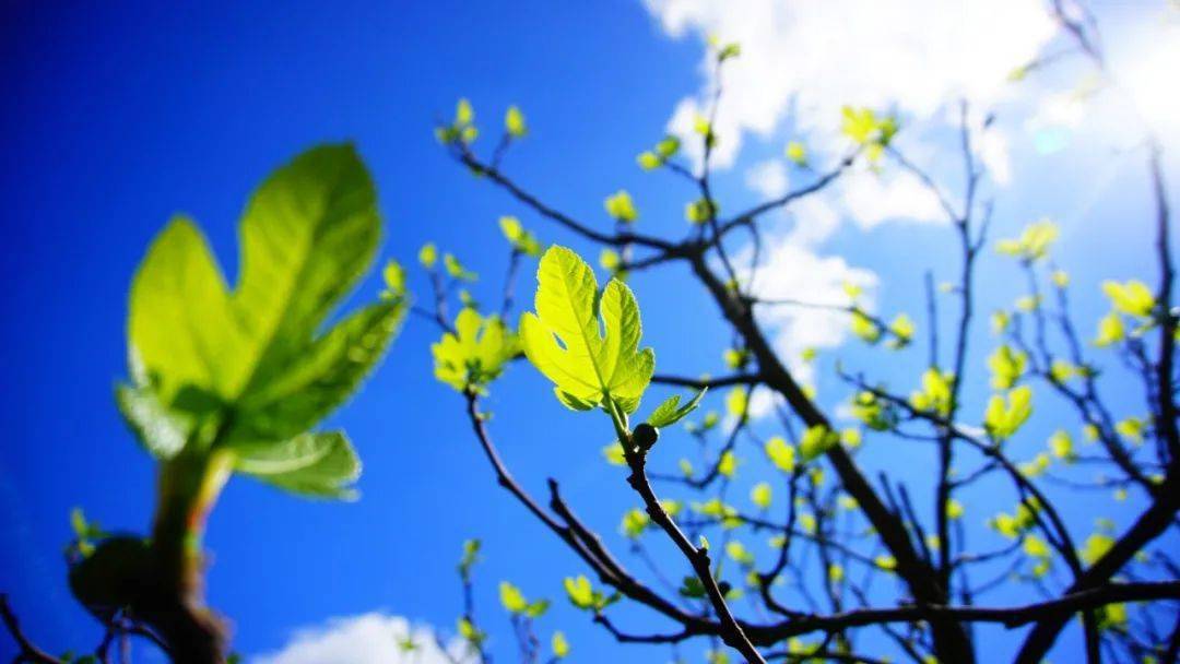 这是听过的,关于生命与死亡最美的故事 | 一片叶子落下来