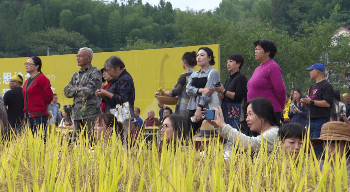 稻禾成弦风为乐 这里有场稻田音乐会-搜狐大视野-搜狐新闻