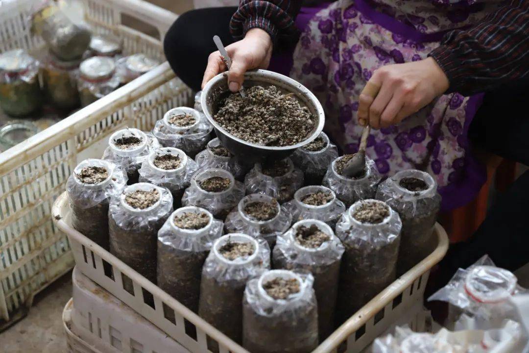 兴文这个村种了啥?_羊肚菌