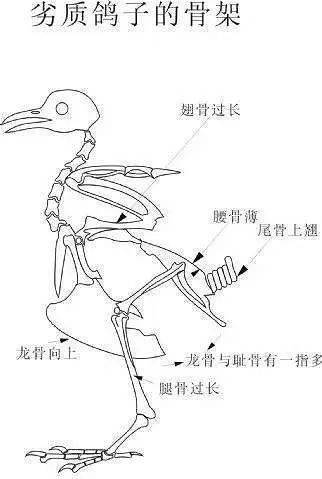 家鸽的骨骼结构图图片