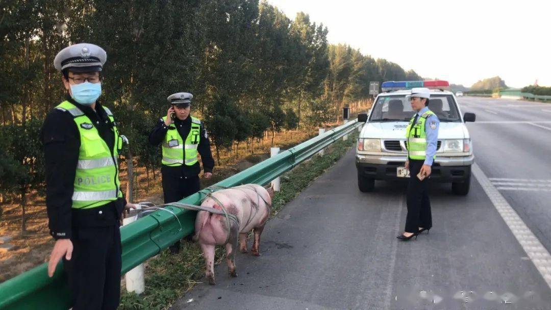 大广高速南乐段惊现一头肥猪濮阳交警迅速出击画面太搞笑了