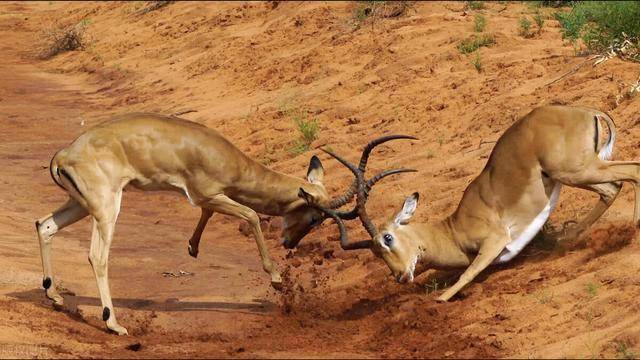 你见过动物打架吗一起来看一下动物打架的名场面